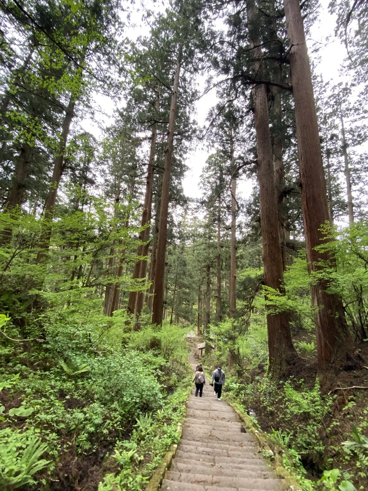Stone steps descending through an avenue of giant cedars on Mt. Haguro