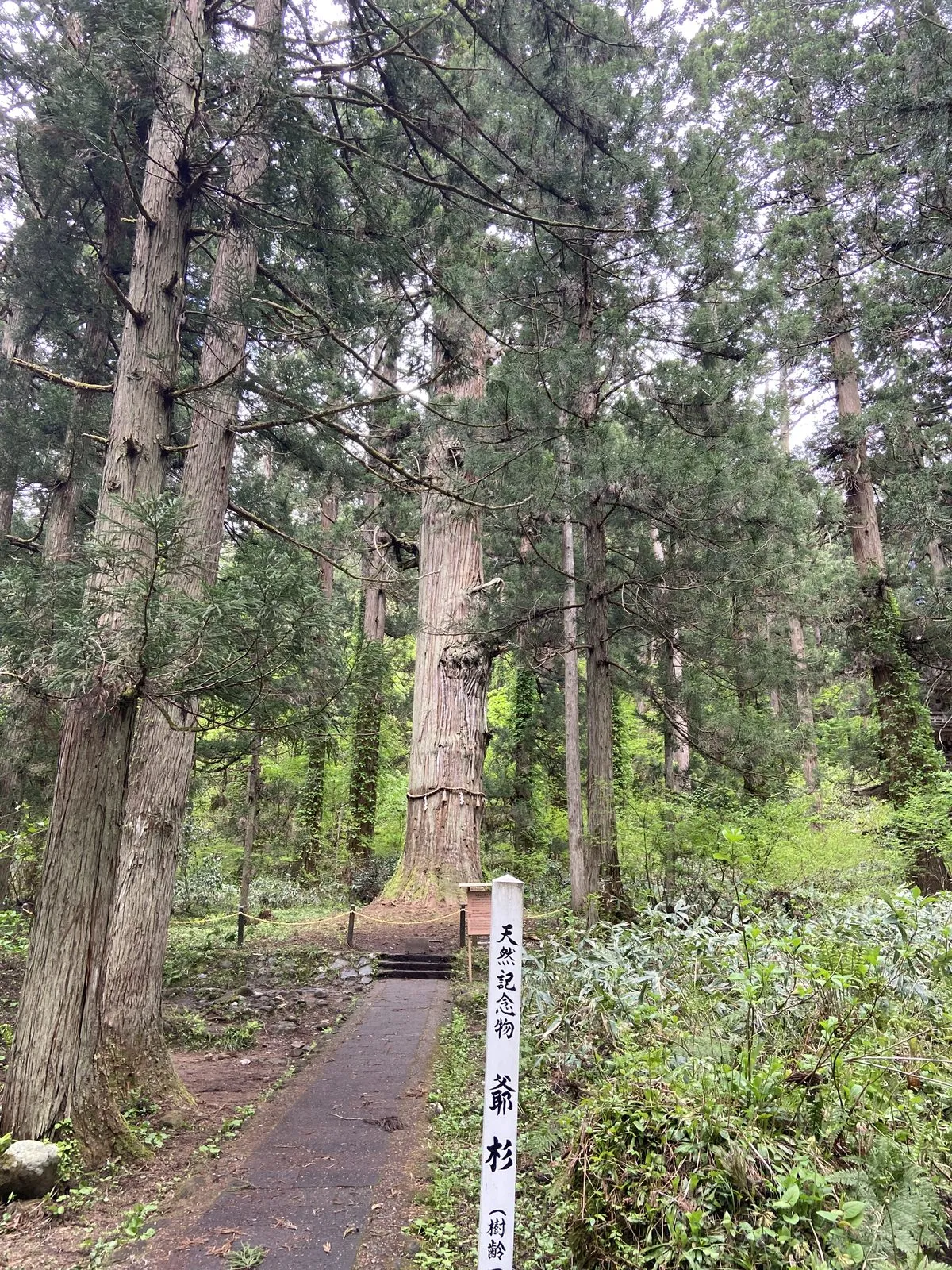 The Grandpa Cedar, a National Natural Monument over a thousand years old