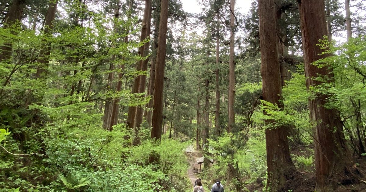 Stone steps descending through an avenue of giant cedars on Mt. Haguro